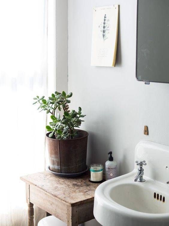 9 Chic plants for your home that will bring a fresh vibe into any space