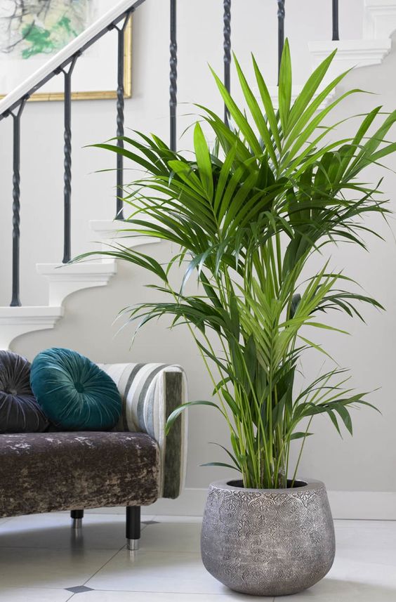 9 Chic plants for your home that will bring a fresh vibe into any space