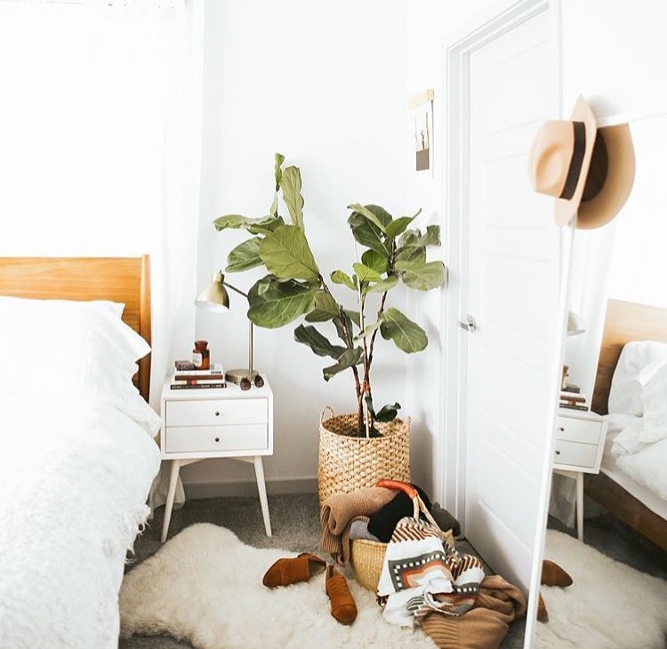 7 Dreamy ways of adding trendy oversized plants in your home
