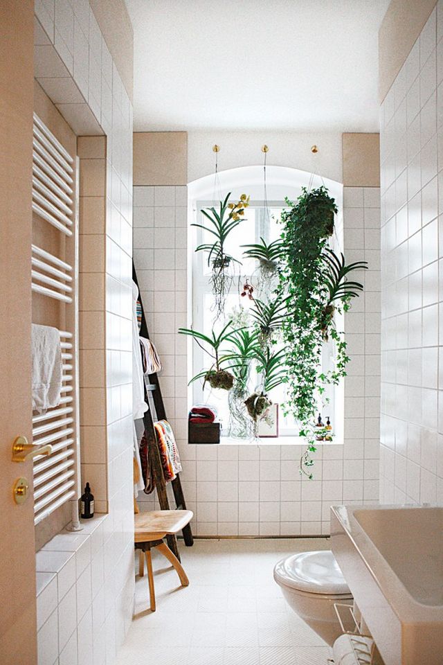 The 5 Best Plants for Your Bathroom